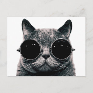 COOL CAT. POSTCARD