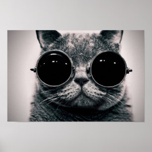 Cool Cat Poster
