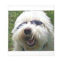 Cool Coton de Tulear