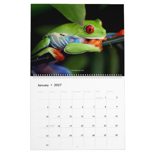 Cool Frogs Calendar (Jan 2027)
