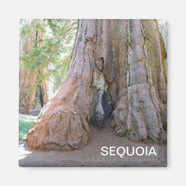 Cool Giant Sequoia Magnet! Magnet (Front)