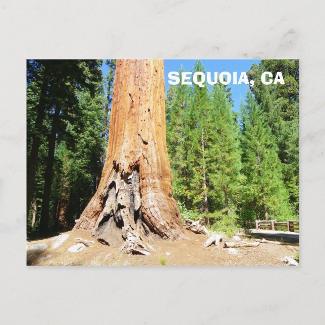 Cool Giant Sequoia Postcard! Postcard (Front)