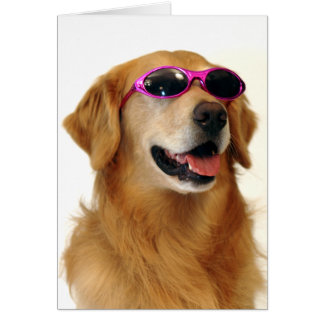 Cool Golden Retriever