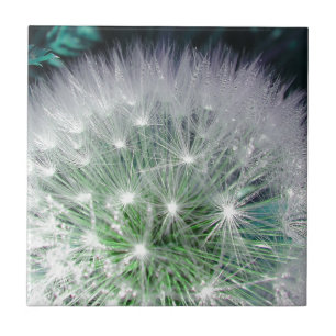 Cool green and white dandelion with waterdrops tile