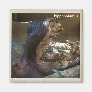Cool Hippopotamus Magnet! Magnet