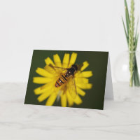 Cool Honey Bee on Flower in Nature Photography