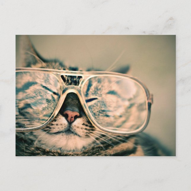 Cool Kitty in Oversized Glasses Postcard (Front)