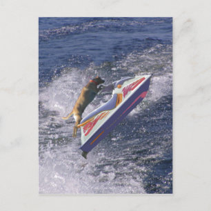 Cool Lab Jumping Waves Postcard