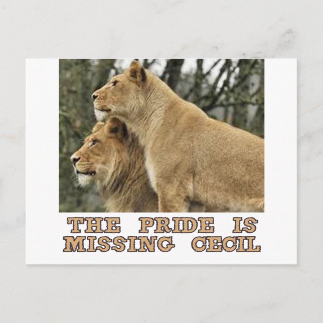 cool Lions designs Postcard (Front)