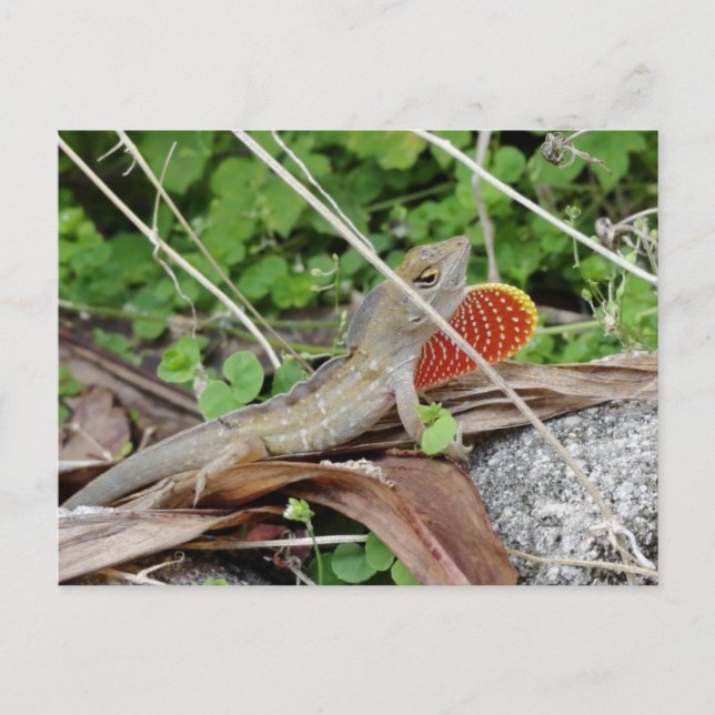 Cool Lizard Anole Postcard (Front)