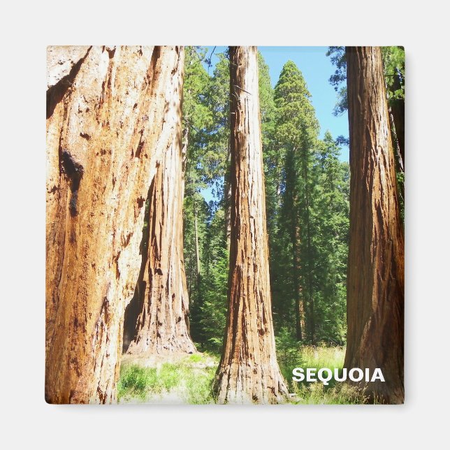 Cool Sequoia Magnet! Magnet (Front)