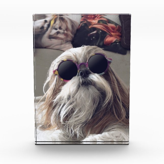 Cool Shih Tzu long hair vintage Sunglasses Photo (Front)