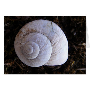 Cool snailshell