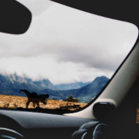 Cool T-rex Dinosaur For Car Truck Window