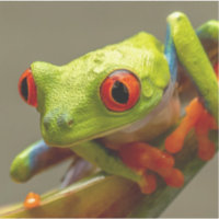 Cool Tropical Frog Ready to Hop Photo