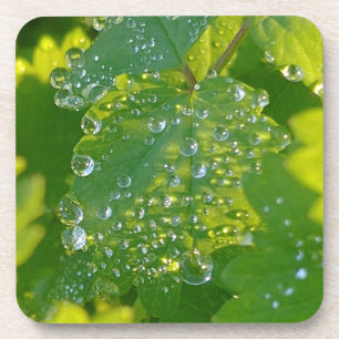 Cool Waterdrops On Green Leaf Coaster
