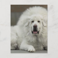 cool White Tibetan Mastiff
