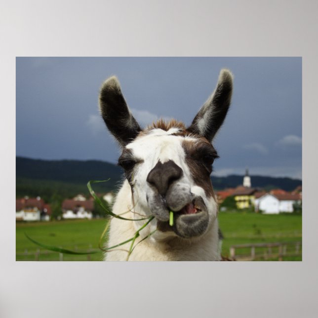 Coolest Llama Poster (Front)