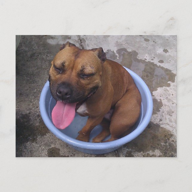 Cooling off on a hot day postcard (Front)