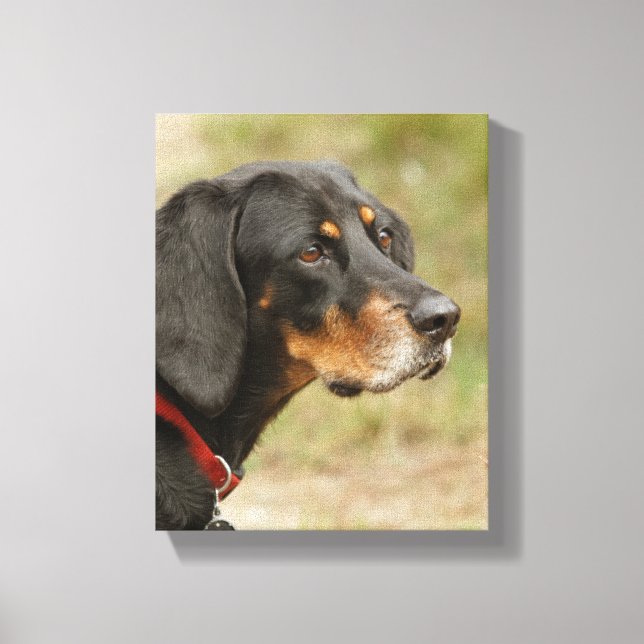 Coon hound - Gracie Lou Canvas Print (Front)