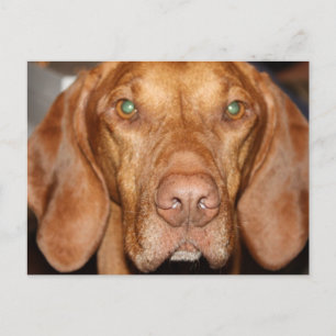 Coon Hound Postcard