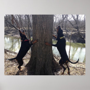 Coon Hounds Treeing Poster