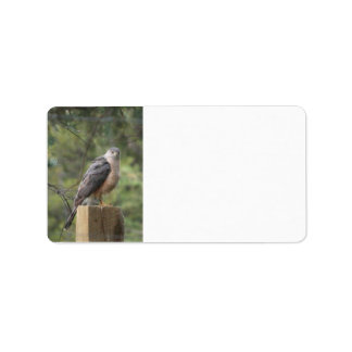 Cooper's Hawk  Address Label