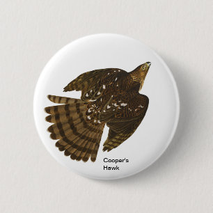 Cooper's Hawk by John James Audubon, Hawk Bird 6 Cm Round Badge