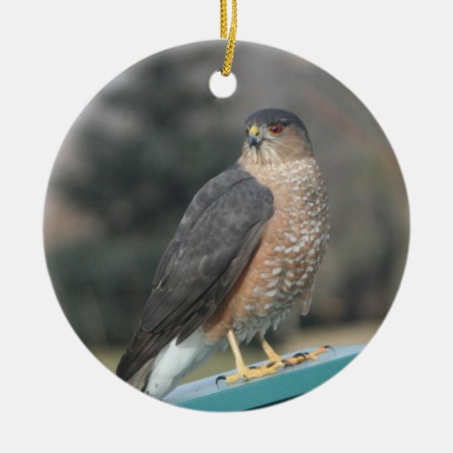 Coopers Hawk Ceramic Tree Decoration (Front)
