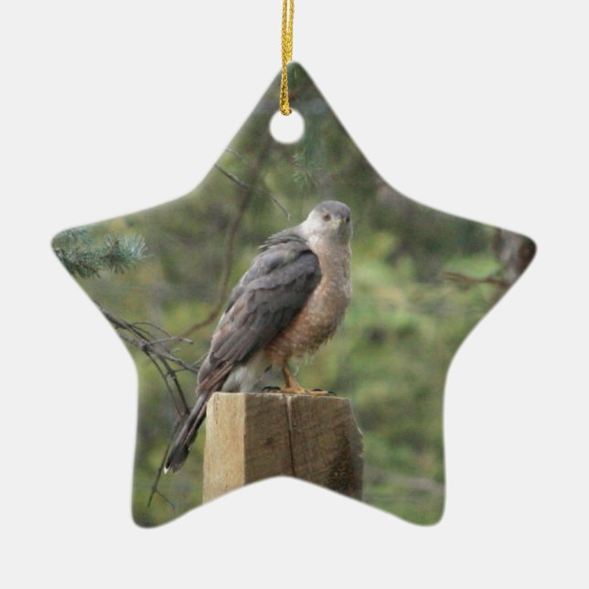 Cooper's Hawk Ceramic Tree Decoration (Front)