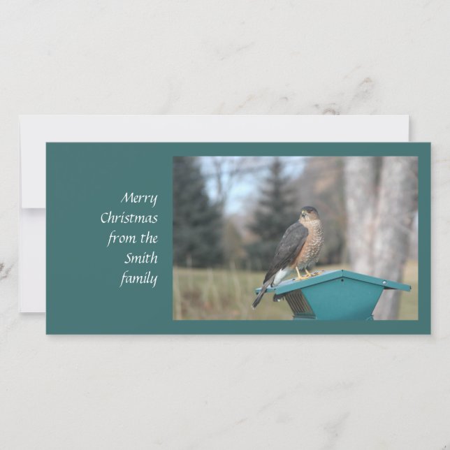 Coopers Hawk Holiday Card (Front)