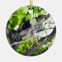 "Coopers Hawk in the Grapevine"