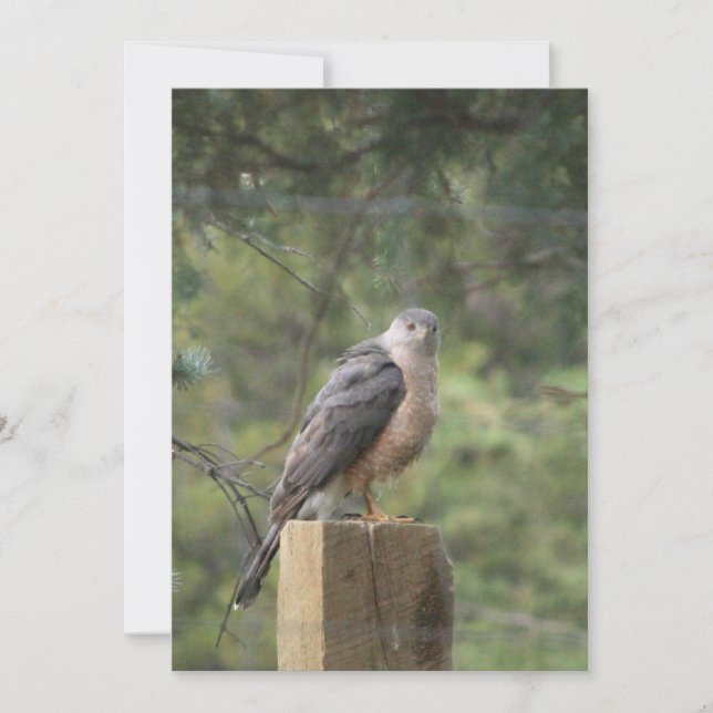 Cooper's Hawk Invitation (Front)