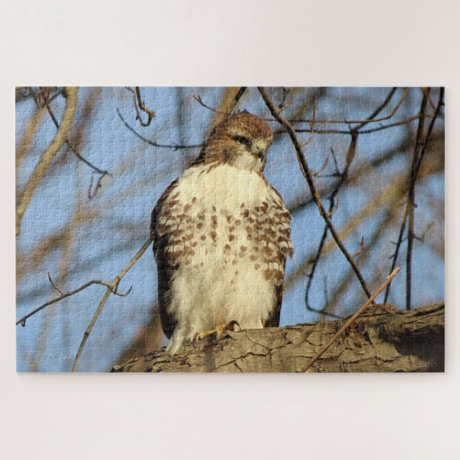 Cooper's Hawk Jigsaw Puzzle (Horizontal)