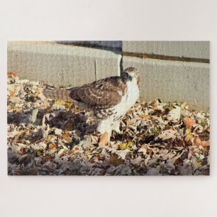 Cooper's Hawk  Jigsaw Puzzle