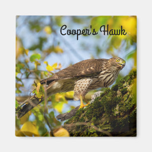 Cooper's hawk magnet