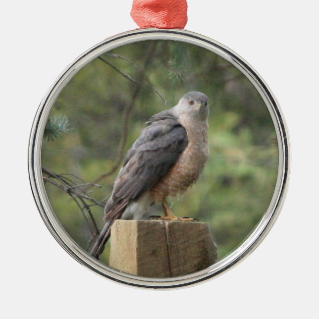 Cooper's Hawk Metal Tree Decoration (Front)