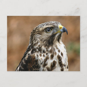 Cooper's Hawk Photo Postcard