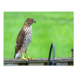 Cooper's Hawk Photo Print 1