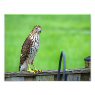 Cooper's Hawk Photo Print 2