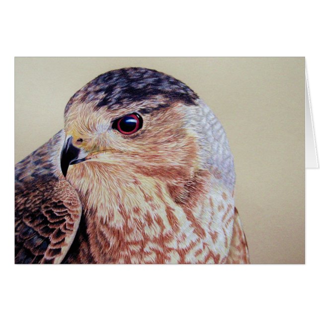 Coopers Hawk Portrait (Front Horizontal)