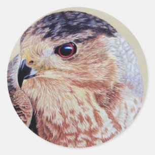 Coopers Hawk Portrait Classic Round Sticker