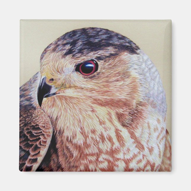 Coopers Hawk Portrait Magnet (Front)