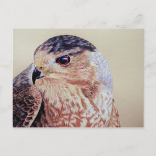 Coopers Hawk Postcard
