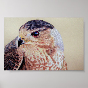Coopers Hawk Poster