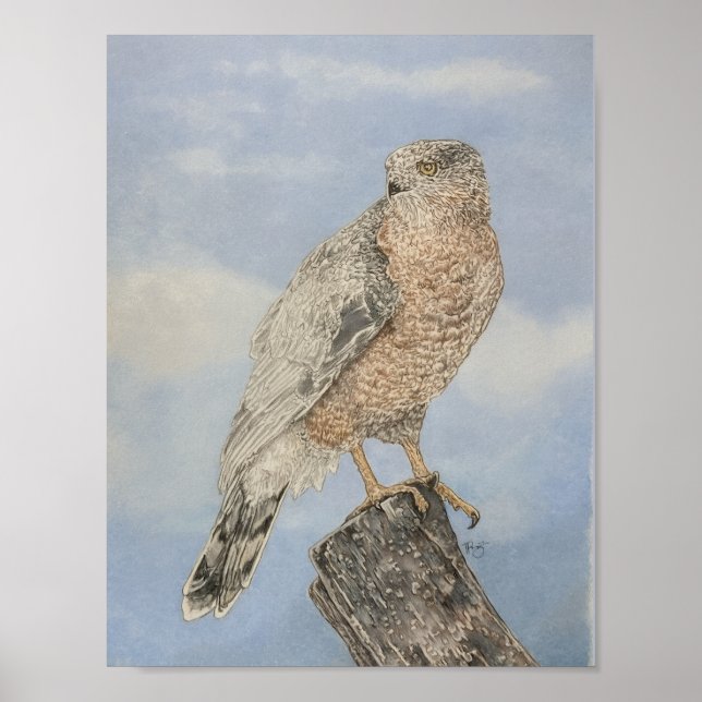 Coopers Hawk Poster (Front)