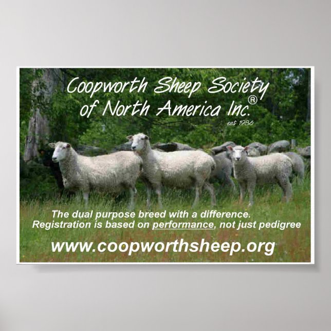 Coopworth Sheep Poster (Front)