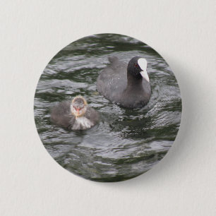 Coot and Chick Button