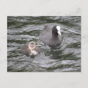 Coot and Chick Postcard