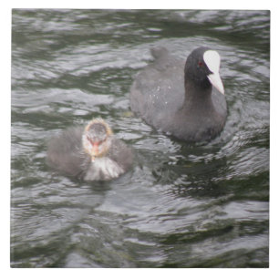 Coot and Chick Tile